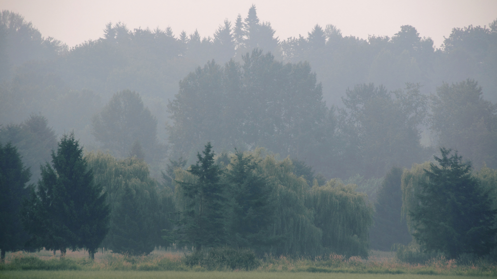 Sommige bomen verslechteren de luchtkwaliteit