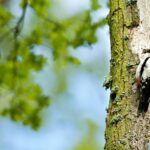 Zeldzame diersoorten in Nederland