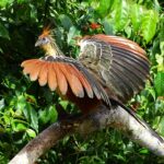 Bijzondere vogels in de natuur